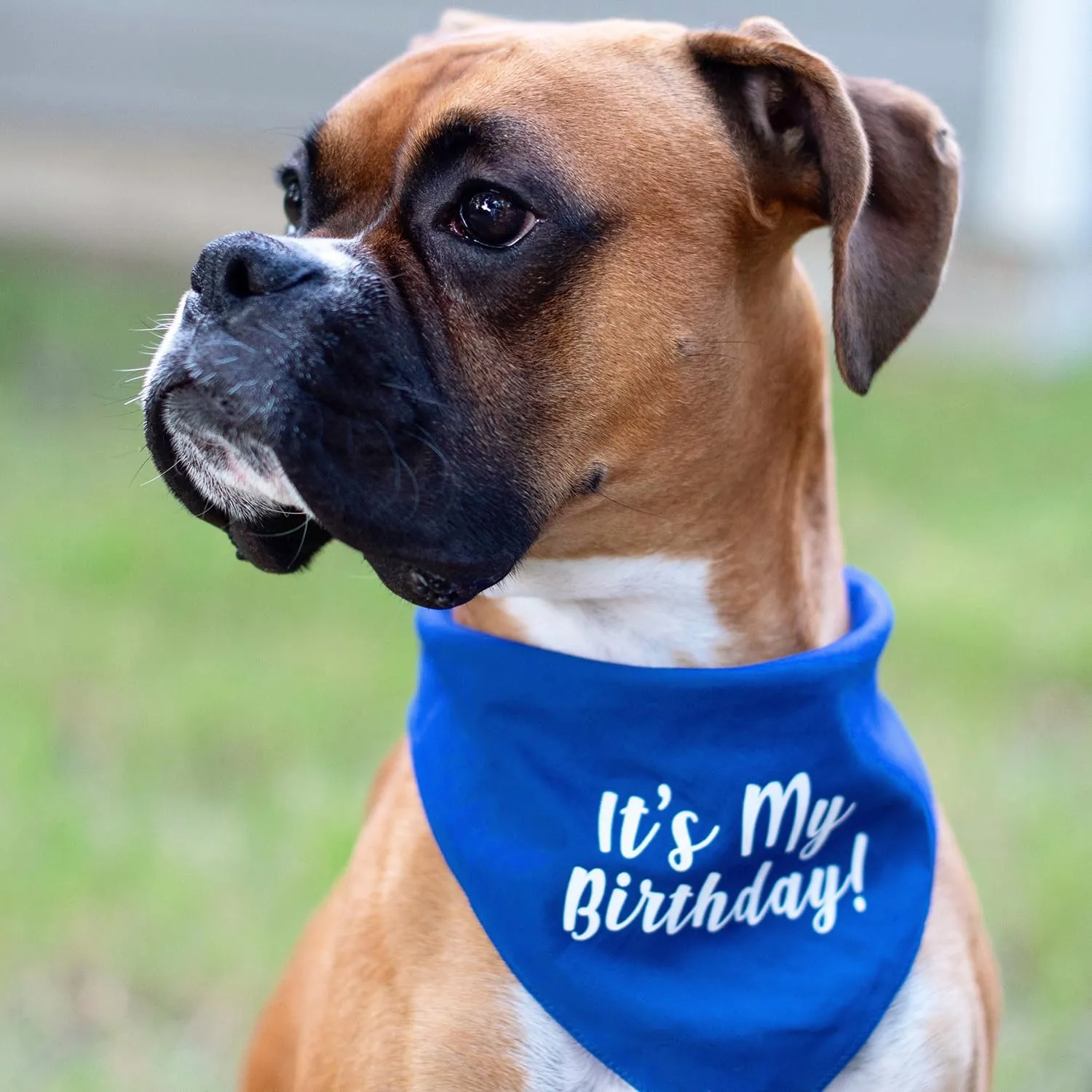It's My Birthday Dog Bandana | 100% Cotton Tie Dye | Made in USA | Birthday Pawty | Party Theme | Celebration Supplies | Photoshoot Prop | Green, One Size (60)