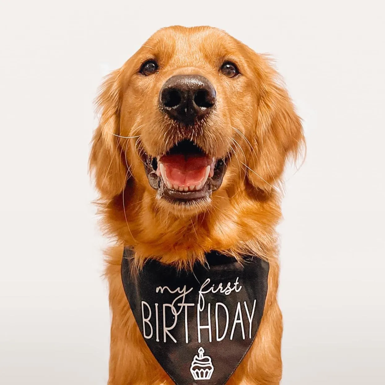 My First Birthday Dog Bandana | 100% Cotton Adjustable Triangle | Made in USA | Birthday Pawty | Party Theme | Celebration Photo Shoot Prop |Green, One Size (389)